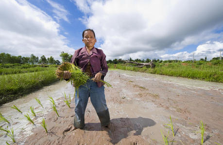泰国女稻农