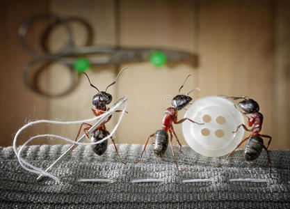 裁缝蚂蚁和蚂蚁队缝制衣服，团队合作