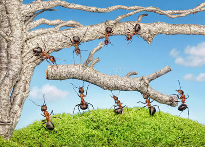 蚂蚁团队与分支,团队合作照片