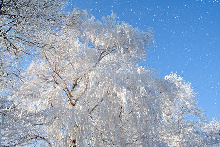 雪花和白树