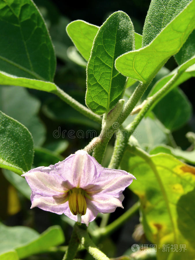 茄子花照片 正版商用图片0jq874 摄图新视界 茄子花照片 正版商用图片0jq874 摄图新视界