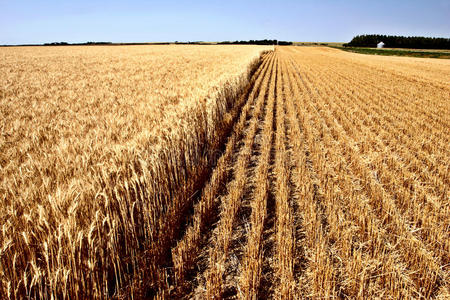 加拿大小麦图片
