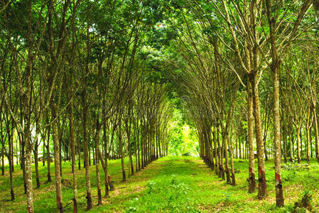 森林种植园图片