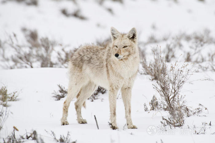 下载小样发票合同问题/举报野狼美洲黑熊野狼跳狼冬狼野狼狼在雪地里