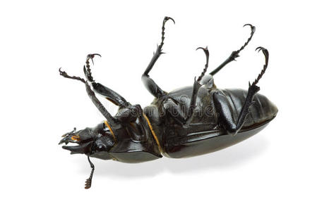 死甲虫照片