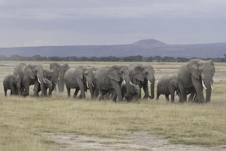 一群大象