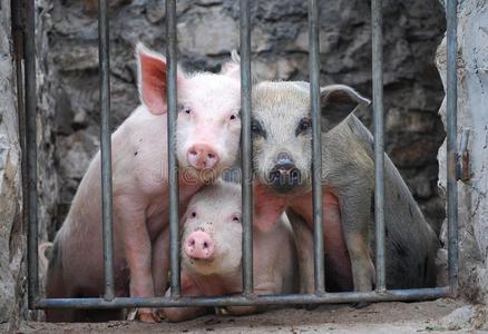 三只小猪嘟嘟图片