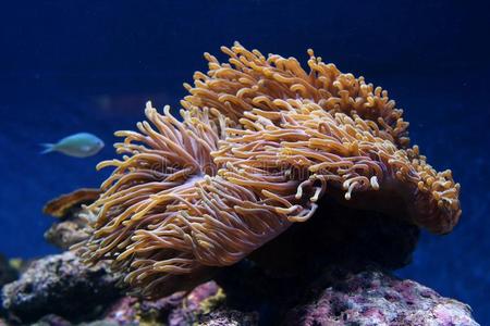 海洋浮游植物照片