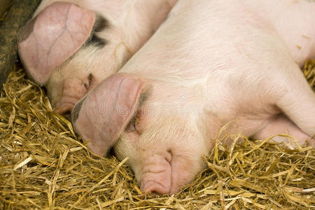两只猪在稻草上睡觉图片