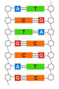 dna 螺旋结构的彩色背景dna有核细胞修饰树遗传dna和rna结构dna结构三