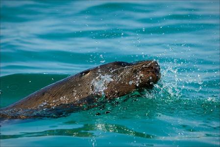 浪花中的海狮。