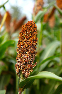 高粱图片-高粱素材-高粱插画-摄图新视界