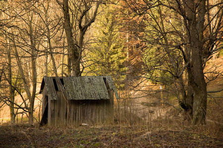 森林里的旧棚子