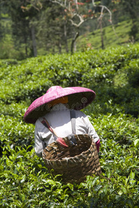 采茶工图片