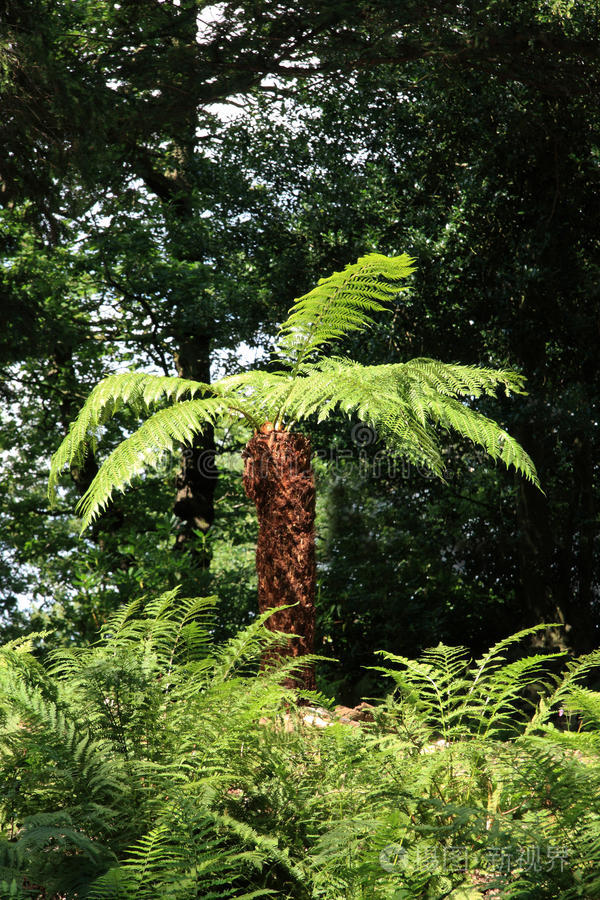树蕨cyatheales