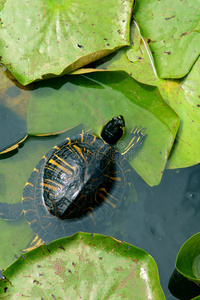 池塘里的小绿海龟