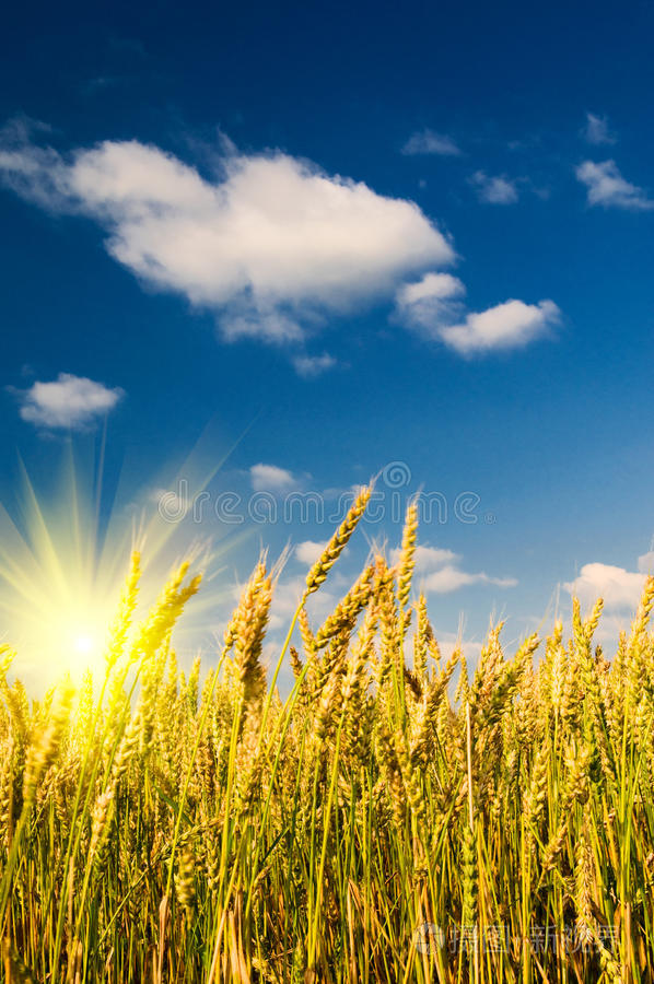 成熟小麦的夏季景色