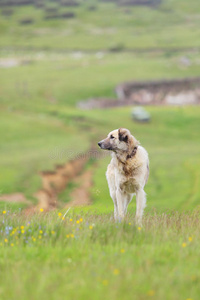 牧羊犬