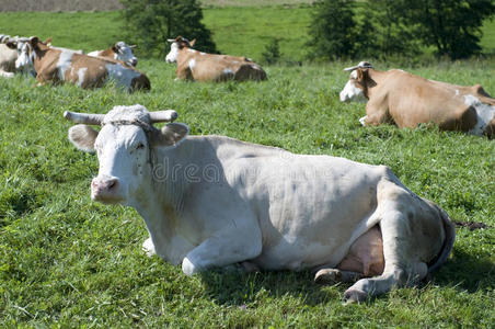 农场里的奶牛