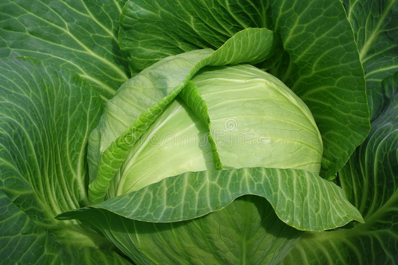 甘蓝相关食物资讯_食物同伴网