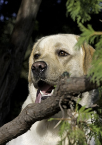 可爱的 领域 宠物 寻回者 猎犬 春天 狩猎 动物 恳求