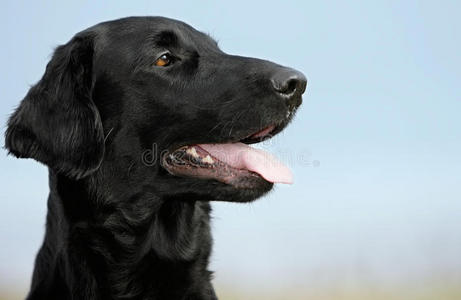 平毛寻回犬图片-平毛寻回犬素材-平毛寻回犬插画-摄图新视界