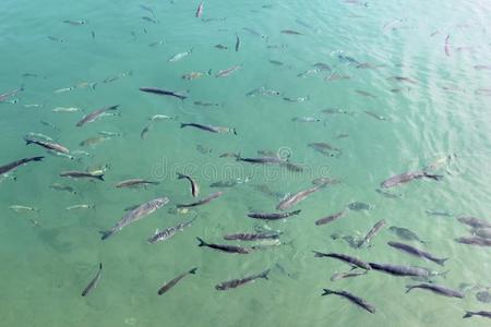 地中海咸水鱼鲻鱼学校图片