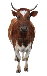 艾尔郡牛角牛