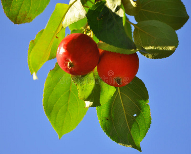红苹果枝