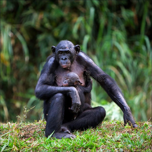 带幼崽的倭黑猩猩。