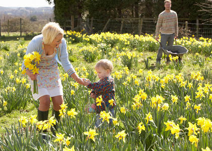 一家人漫步在春天的水仙花中