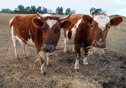 两头艾尔郡奶牛在吃草