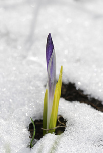 雪地里的番红花