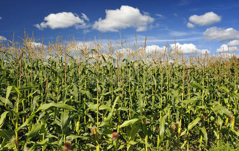 玉米索索拉一块玉米地照片