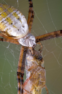 食蜘蛛漏斗