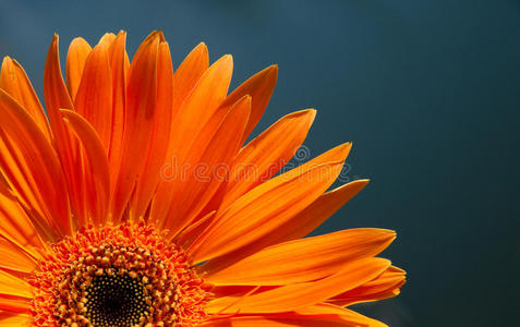 橙非洲菊