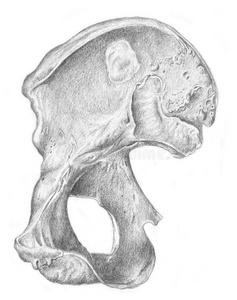人类骨骼素描图片