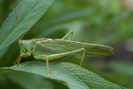 蚱蜢素材图片