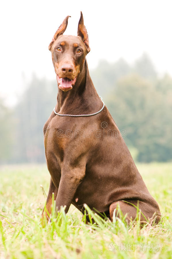 坐着的棕色杜宾犬