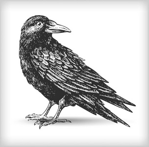 烏鴉圖 乌鸦图片-乌鸦素材-乌鸦插画-摄图新视界