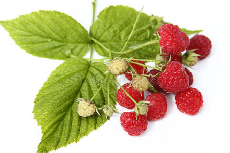 覆盆子叶分离树莓,叶在白色背景上分离照片