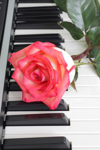 玫瑰钢琴