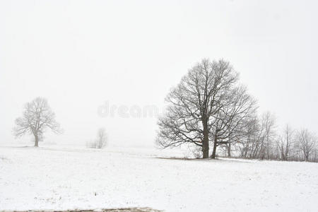 带树的雪冬景观图片