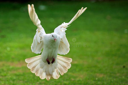 白鸽飞进水仙从图片