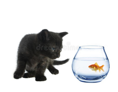 小黑猫小鱼