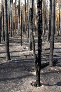 烧毁的森林