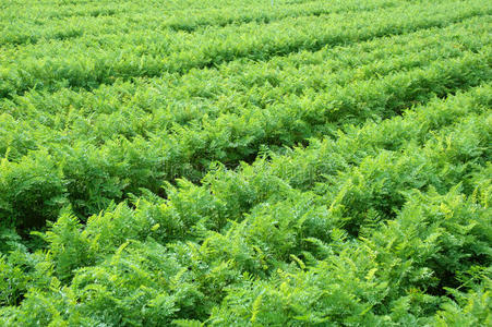 胡萝卜贴片照片