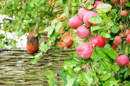 水果苹果树图片