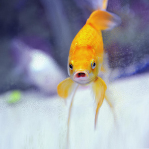 张嘴看镜头的有趣金鱼.照片