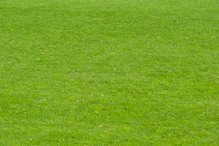绿色草坪照片